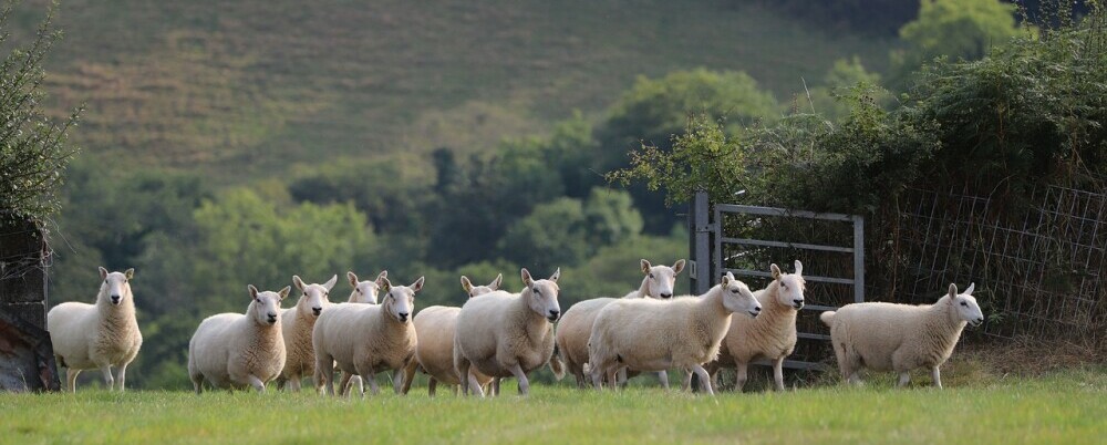 A small flock of sheep